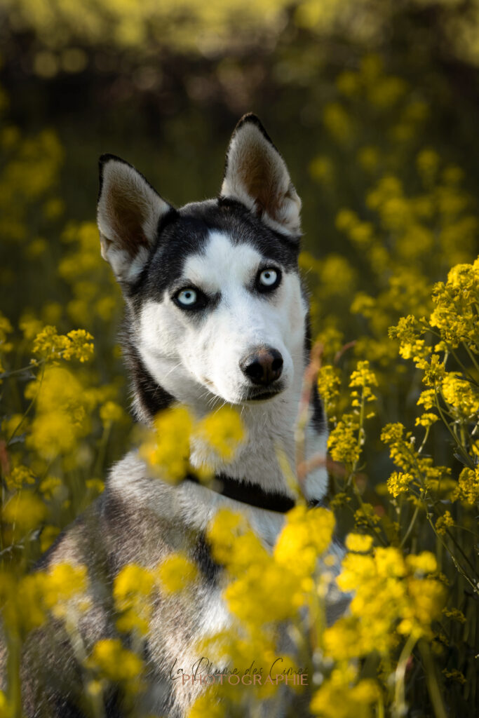 Honey, alaskan husky ©La Plume des Cimes