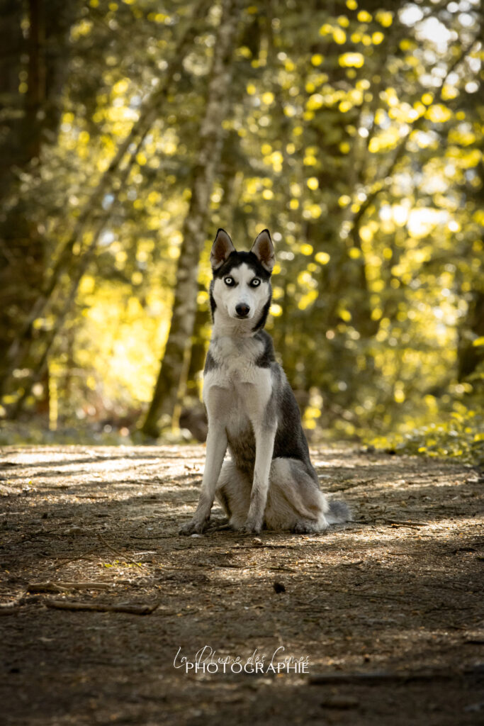 Honey, alaskan husky ©La Plume des Cimes