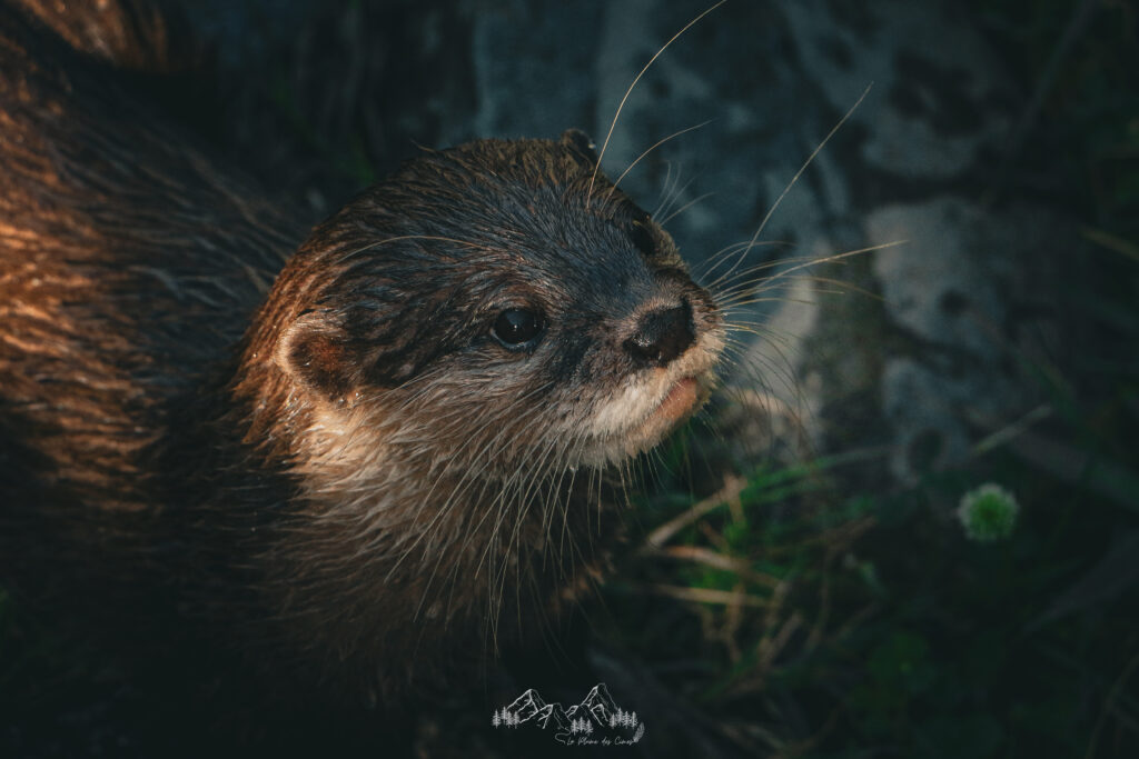 Loutre Zoo d'Asson ©La Plume des Cimes