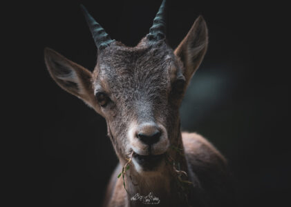 Photographie Animalière